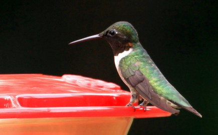 Male, ruby-throated hummingbird