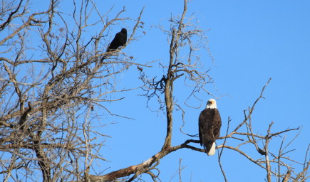 bald eagle and crow