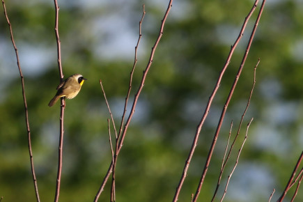 Common yellow-throat warbler