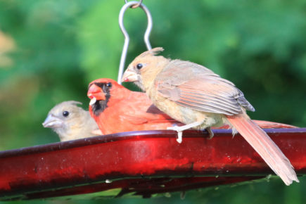 Adult cardinal and fledglings