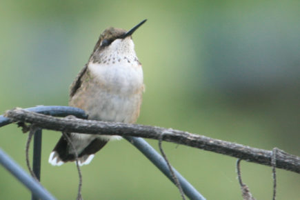 RT Hummingbird