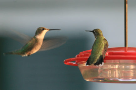 RT Hummingbirds
