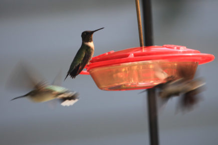 RT Hummingbird 