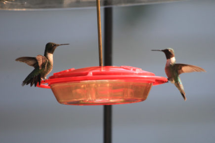 RT Hummingbird 