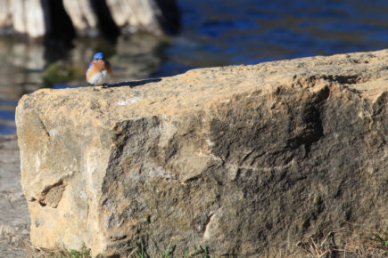 Eastern bluebird on rock