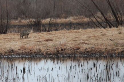 Coyote in wetlands