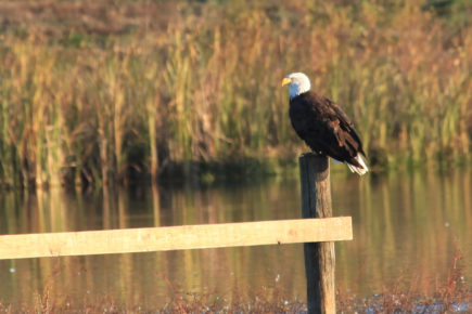Adult bald eagle on fence above water