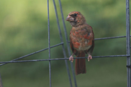 Cardinal fledgling