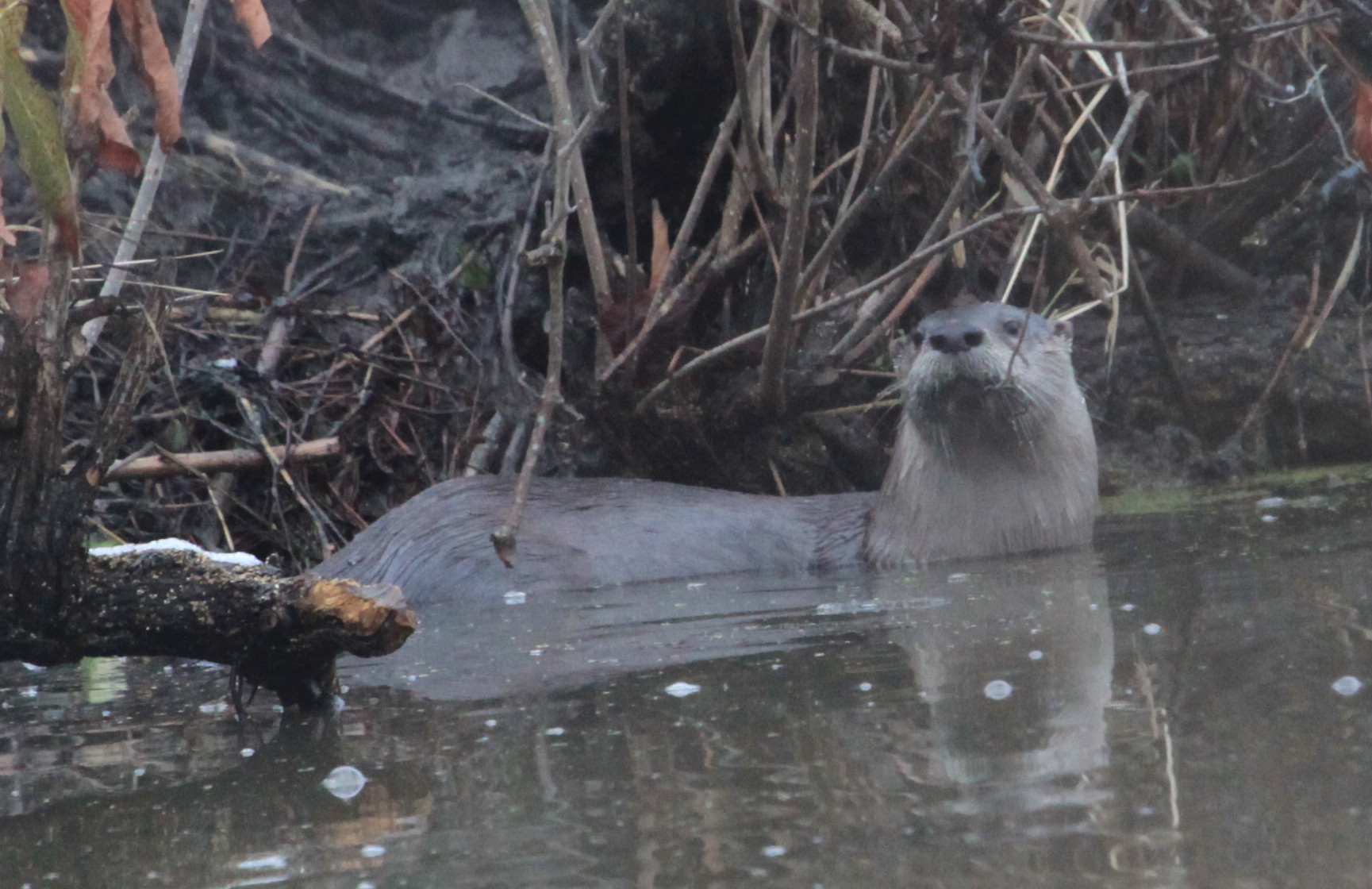 River otter near creek bank. 