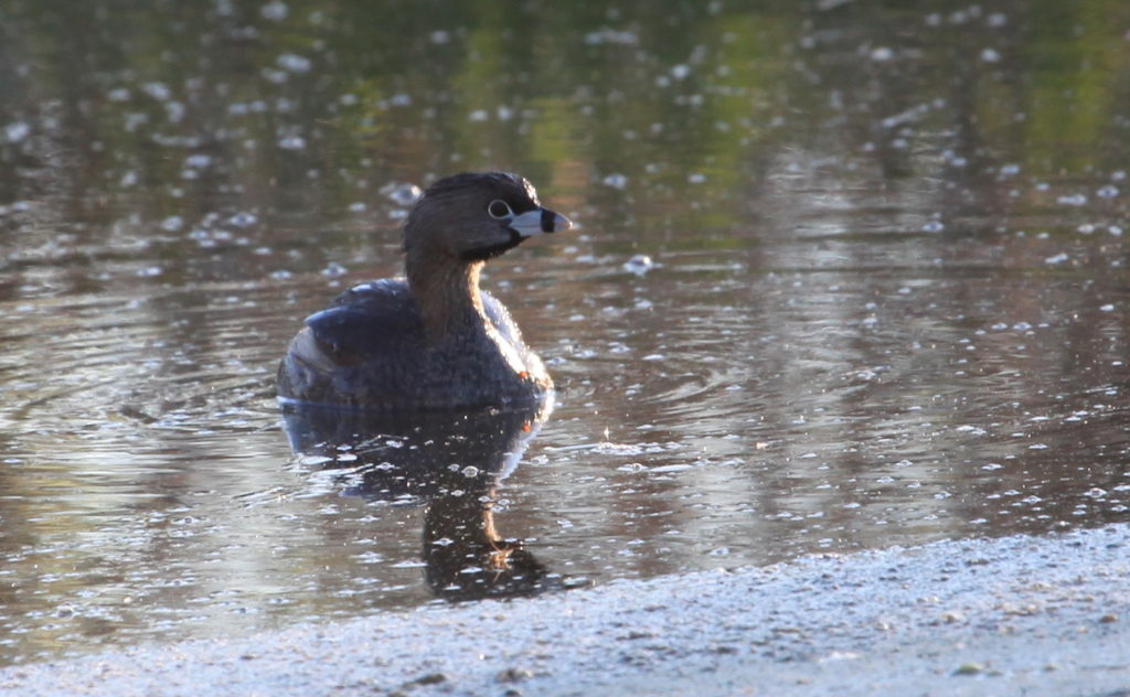 Pied-billed grebe in water