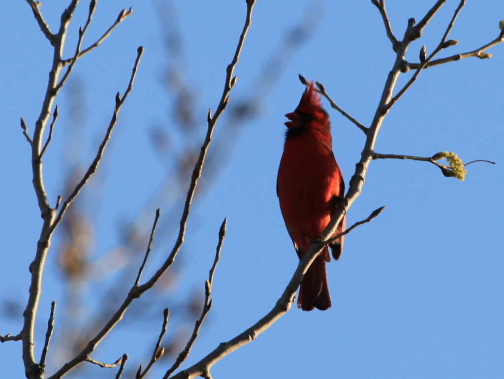 northern cardinal singing
