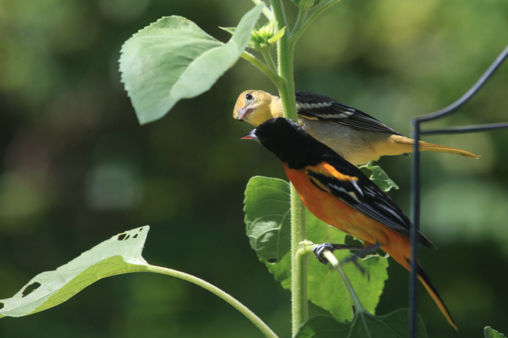 Baltimore oriole fledgling and parent