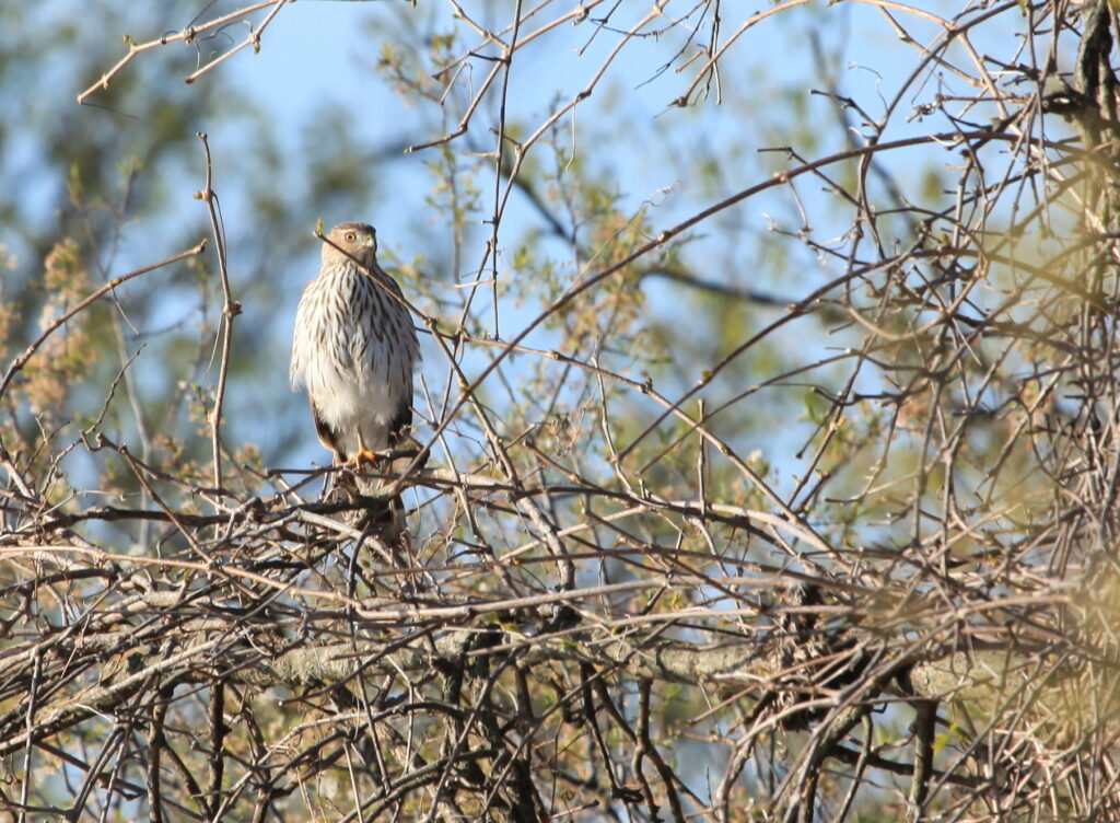 Cooper's hawk perched in tree