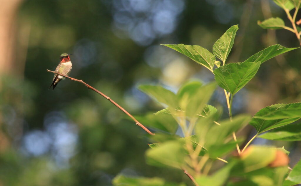 Male ruby-throated hummingbird perched on small branch