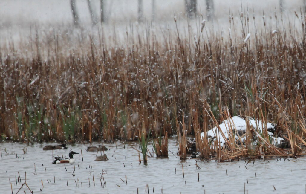 Northern shoveler and teel in snow