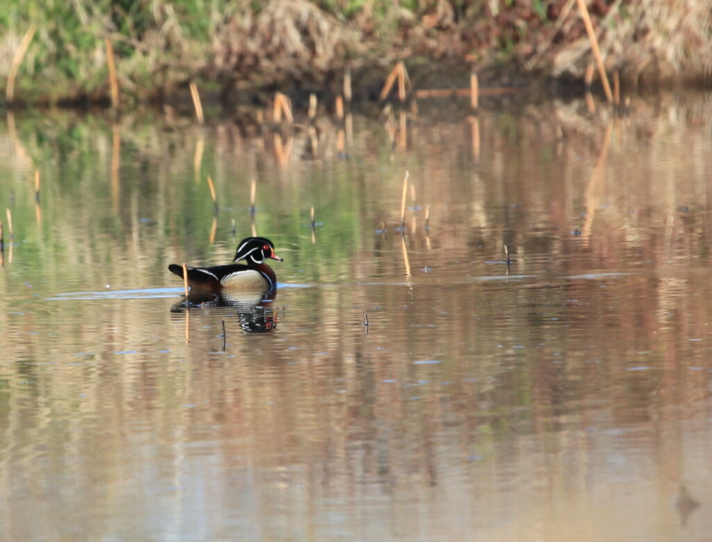 Male wood duck swimming