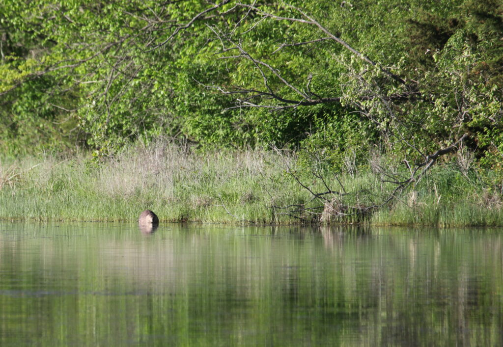 Beaver on shoreline 