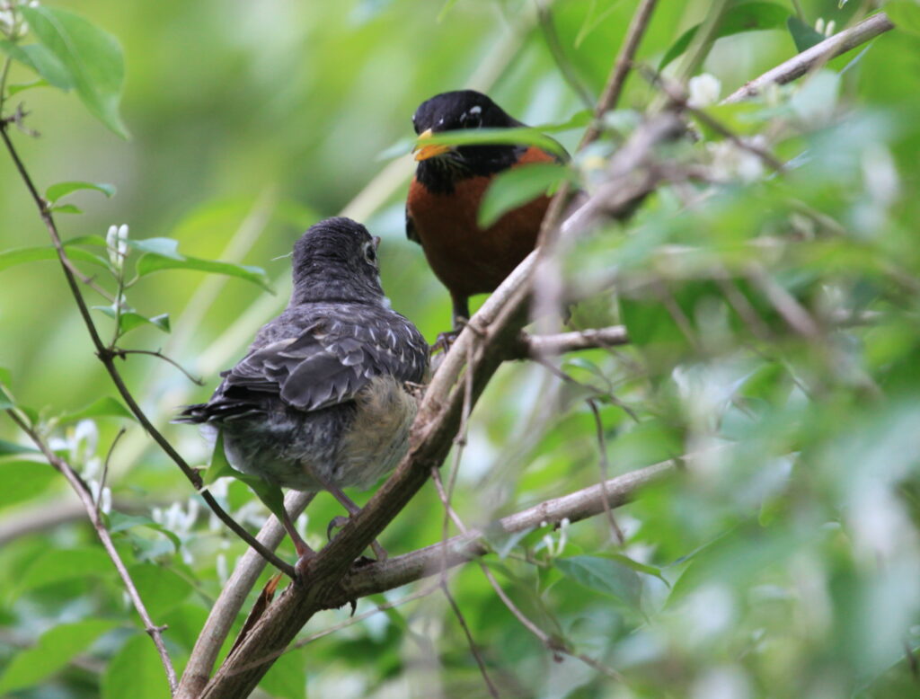 fledgling robin with parent