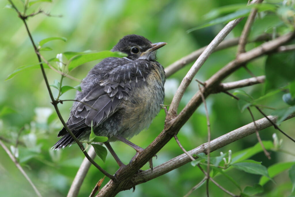 fledgling robin