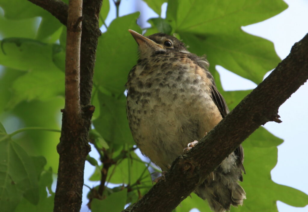 Fledgling robin in tree
