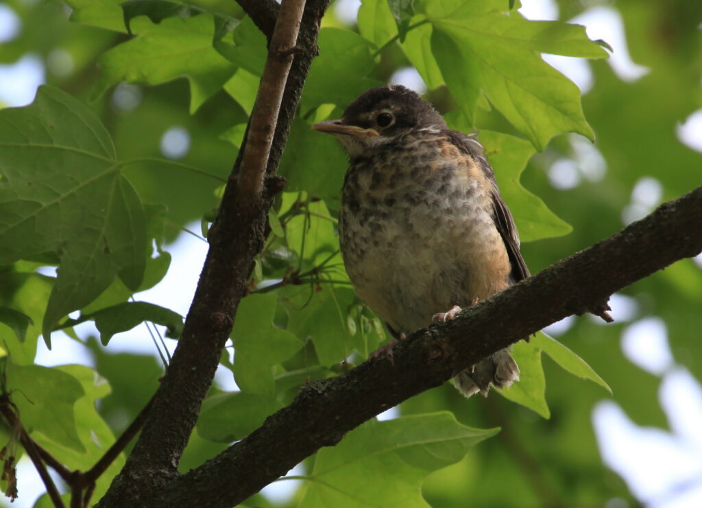 Fledgling robin in tree