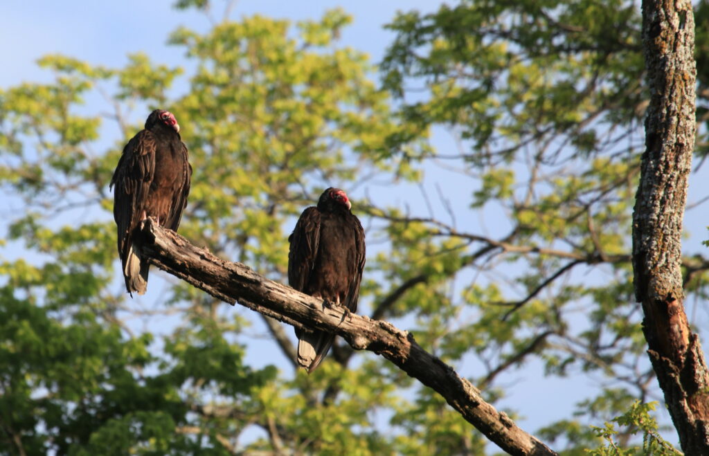 Turkey vultures sitting in tree