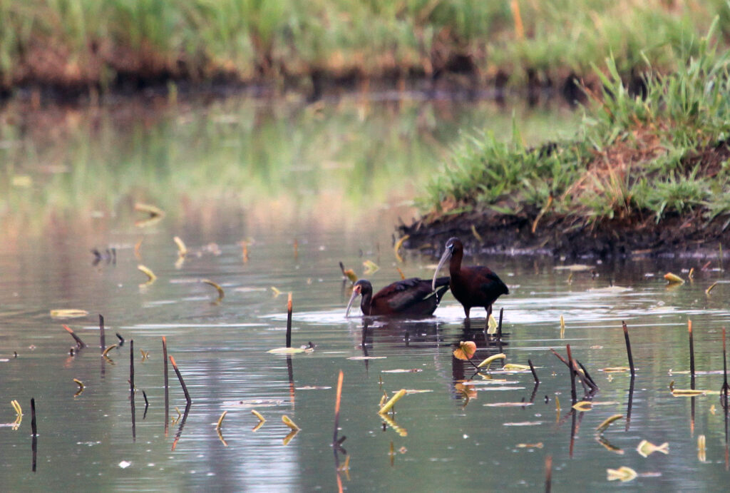 White faced and glossy ibis