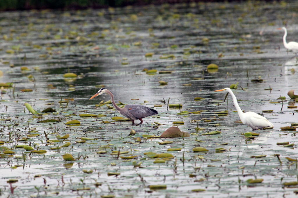 Great egret and great blue heron
