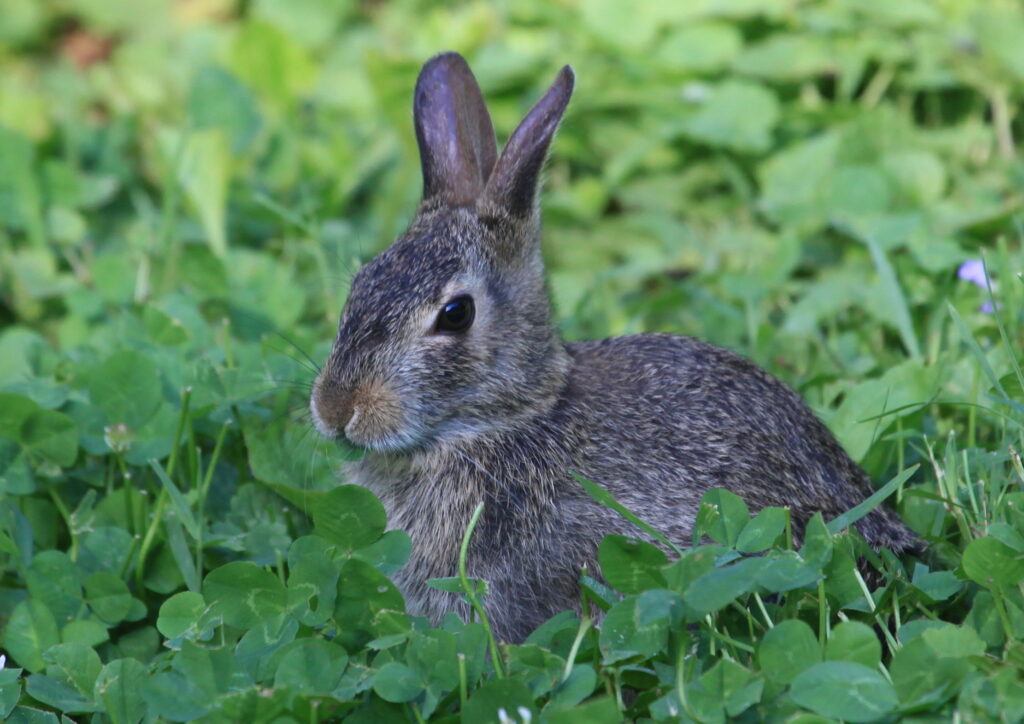Juvenile rabbit