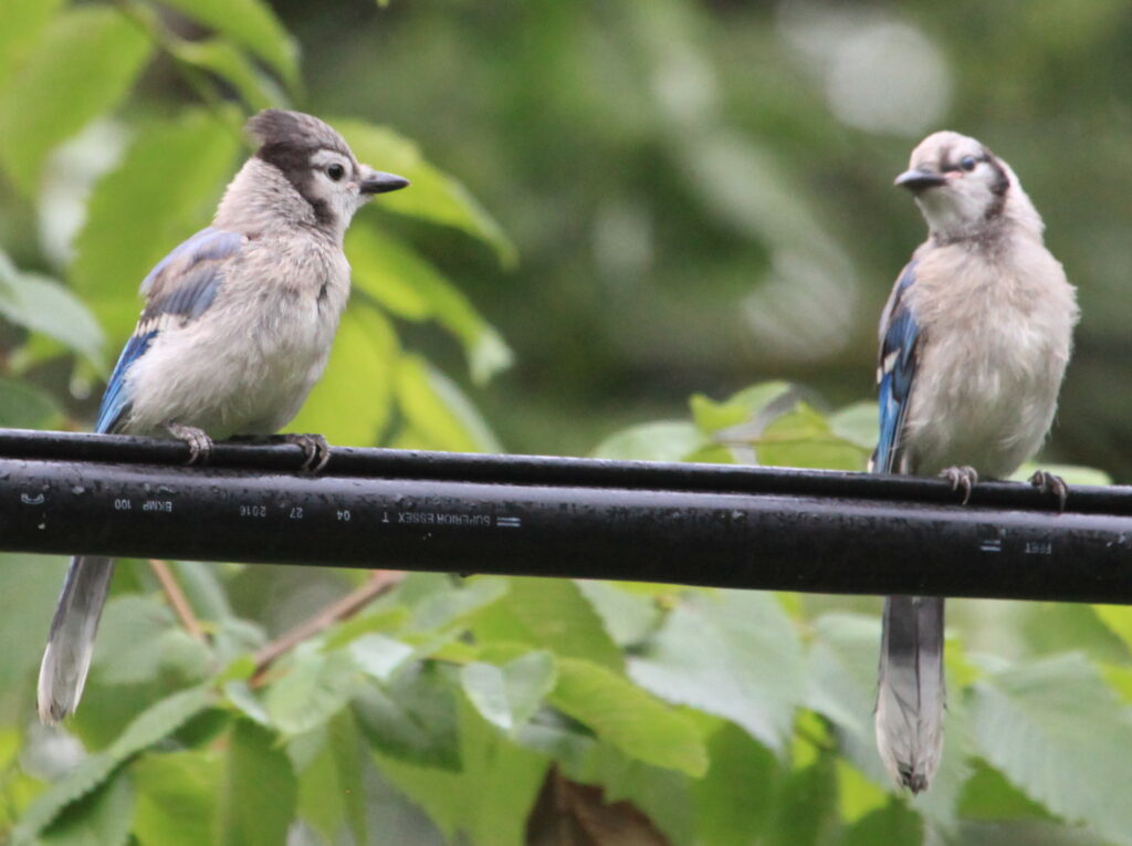blue jay fledglings 
