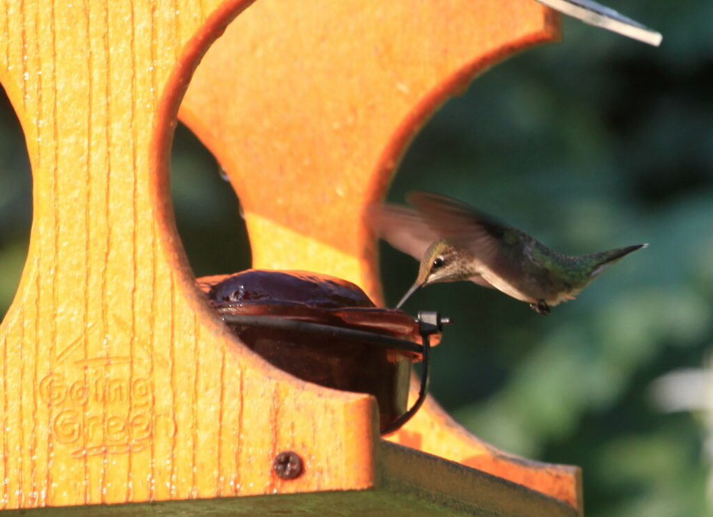 Ruby-throated hummingbird at jelly feeder