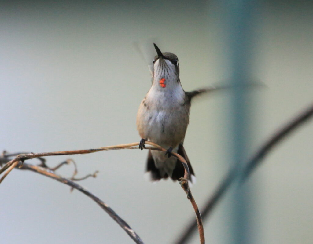 ruby-throated hummingbird perched. 
