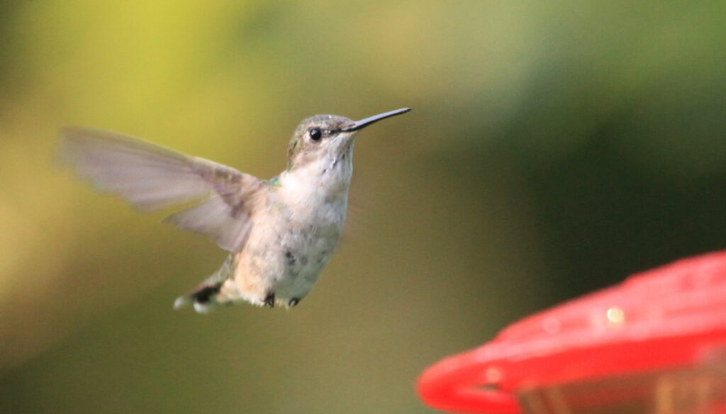 ruby-throated hummingbird in flight