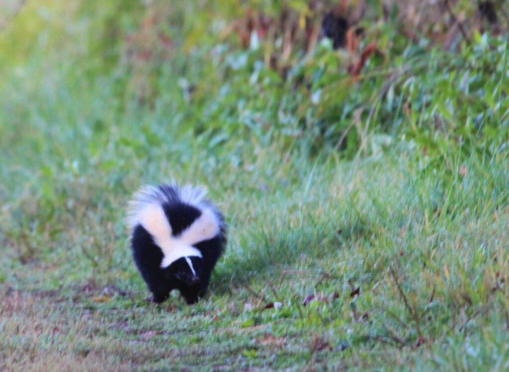 Skunk running down a path.