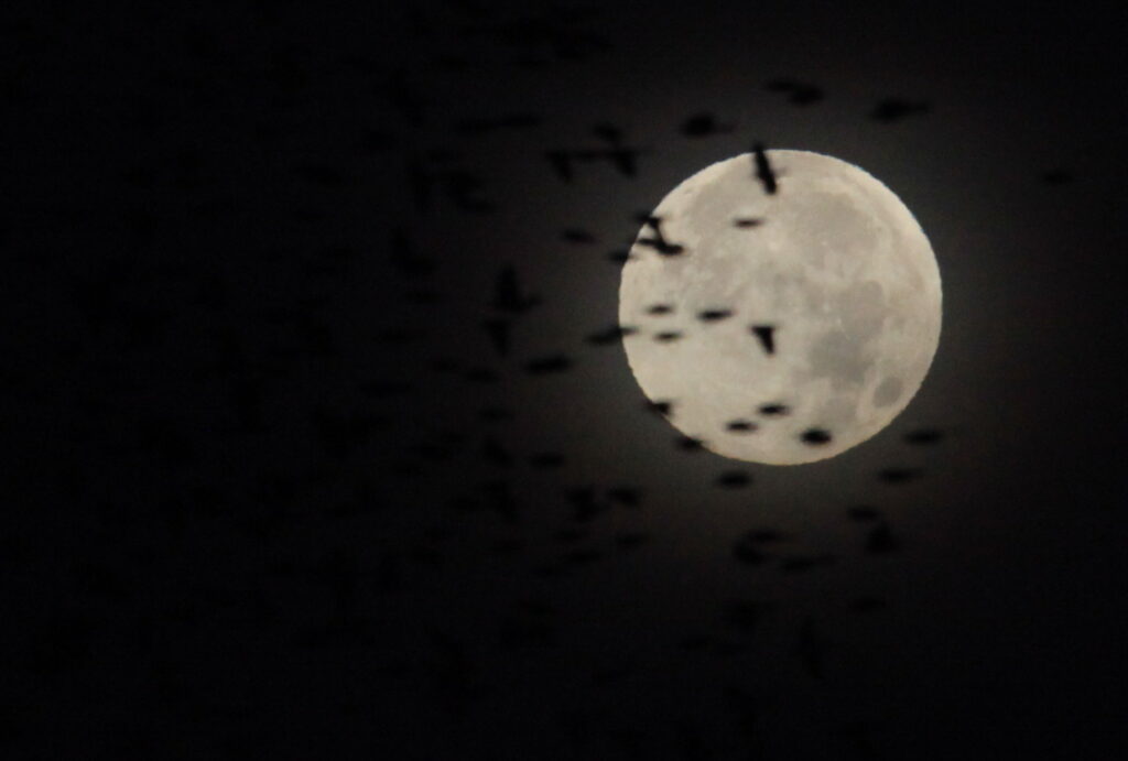 Moon and blackbirds