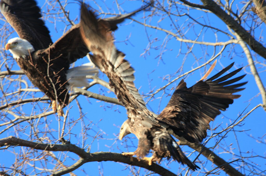 Adult and young bald eagle landing on tree limb