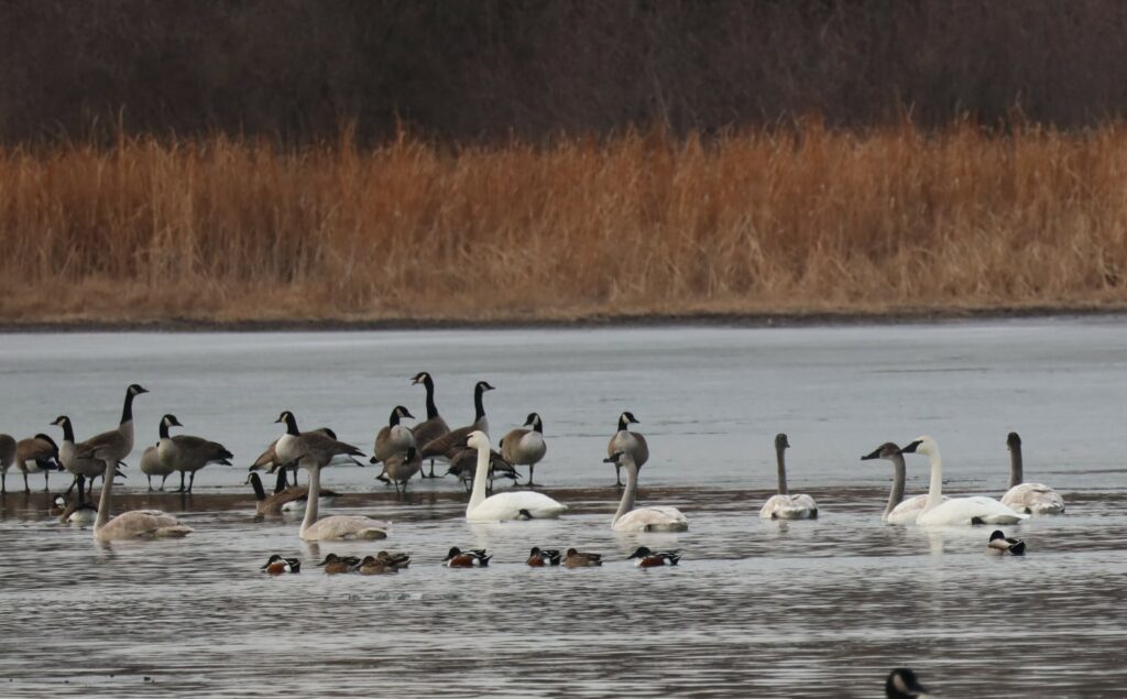 Geese, swans, Northern shovelors