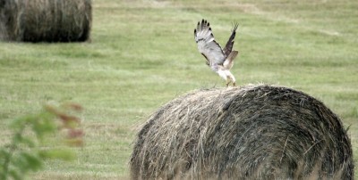 hawk fledgling leaving bale