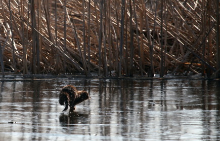 © Chris Taylor American mink scurries across the ice.