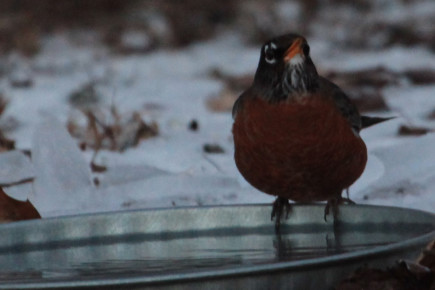 robin at bird bath