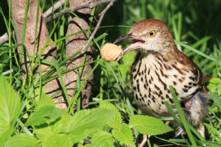 Brown thrasher with peanut