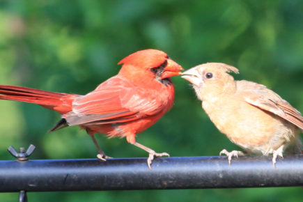 Cardinal feeding fledgling