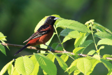 Orchard oriole