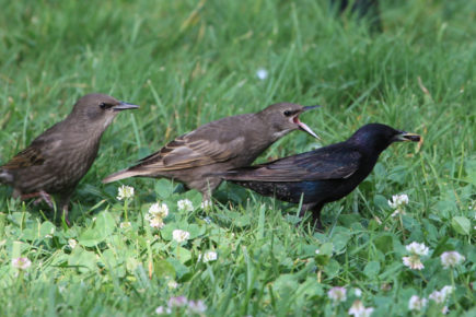 Starling with fledglings