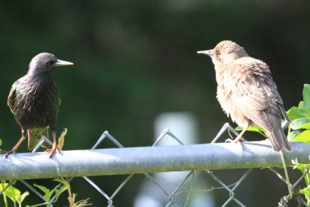 Starling with fledgling