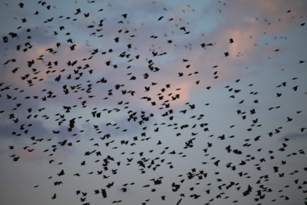 Red-winged blackbirds in flight