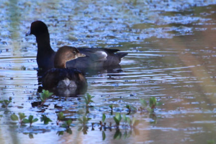 American coot and grebe