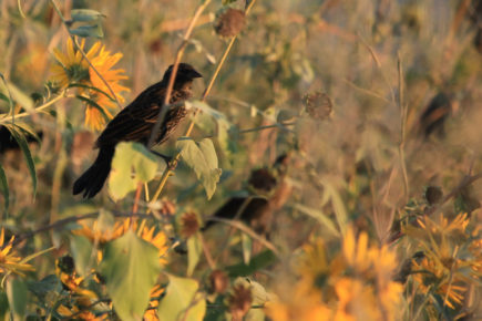 Red-winged blackbirds on sunflower