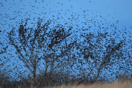Murmur of blackbirds 