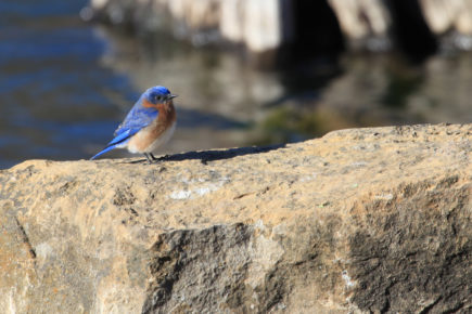 Eastern bluebird on rock